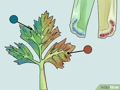 Image titled Change the Color of a Celery Stalk Step 12