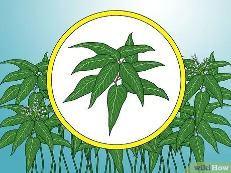 Image titled Identify Knotweed Step 26