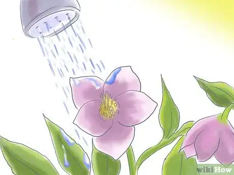 Image titled Care for a Lenton Rose Step 1