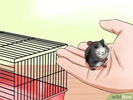 Image titled Tame an Older Hamster Step 15