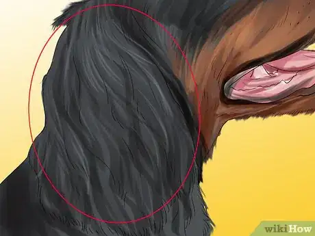 Image titled Identify a Gordon Setter Step 8