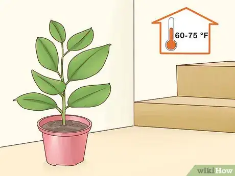Image titled Grow a Rubber Tree Step 3