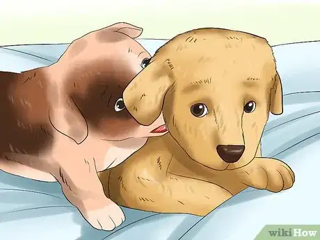 Image titled Get Your Puppy to Stop Biting Step 1