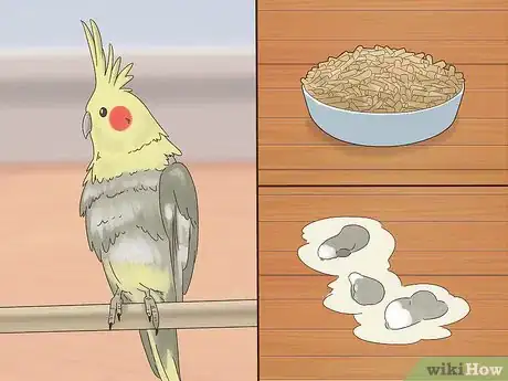 Image titled Treat Chlamydiosis in Cockatiels Step 1