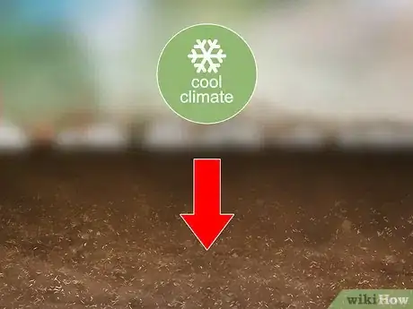 Image titled Grow Oca Step 3