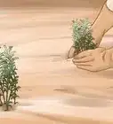 Divide a Lavender Plant