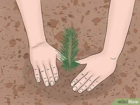 Image titled Create a Christmas Tree Forest Step 9