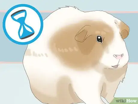 Image titled Teach a Guinea Pig to Do Tricks Step 5