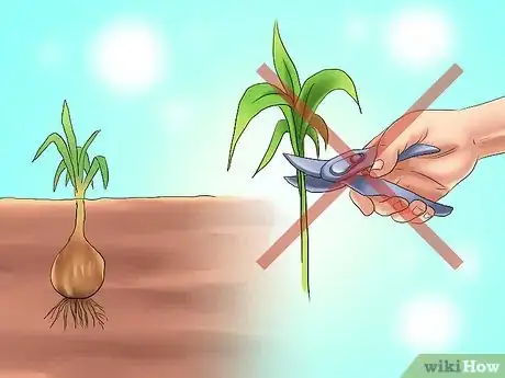 Image titled Transplant Bulbs Step 1
