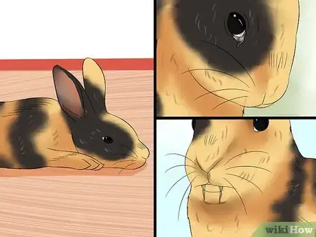 Image titled Care for Harlequin Rabbits Step 13
