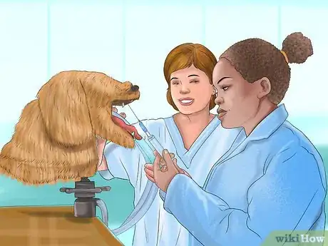 Image titled Become a Holistic Veterinarian Step 4