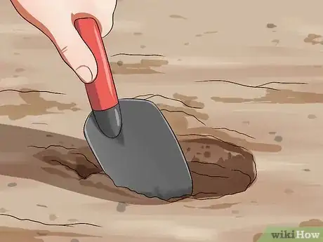 Image titled Grow Four O' Clock Flowers Step 4