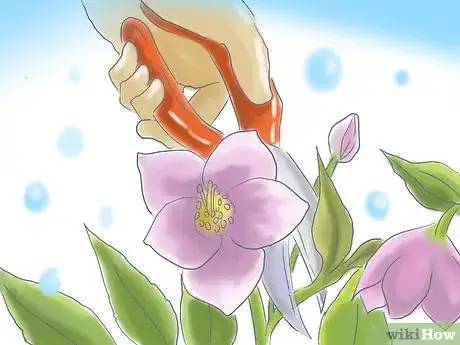 Image titled Care for a Lenton Rose Step 5