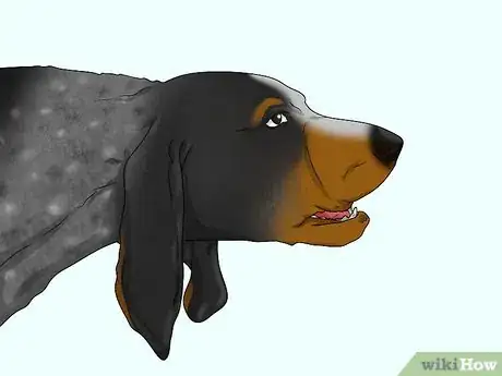 Image titled Identify a Bluetick Coonhound Step 15