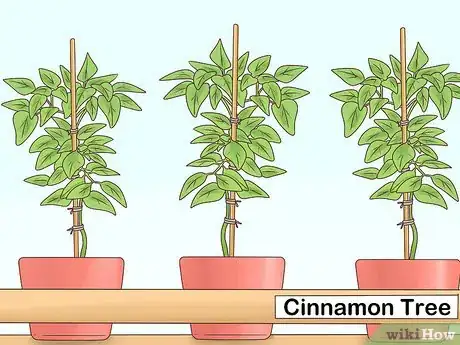 Image titled Grow Cinnamon Step 5