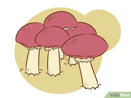 Image titled Grow Edible Mushrooms Step 3