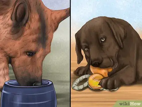 Image titled Help a Dog Suffering from Trauma Step 12