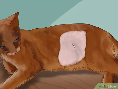 Image titled Take Care of a Somali Cat Step 7