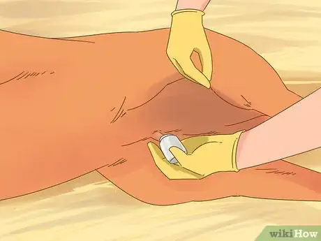 Image titled Care for a Foal Step 2