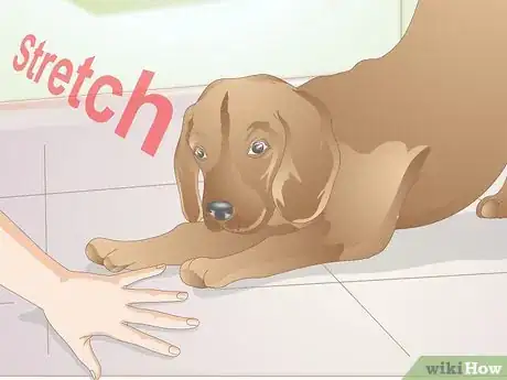 Image titled Clicker Train a Dog to Bow Step 8