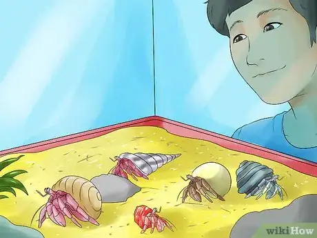 Image titled Care for Hermit Crabs Step 12