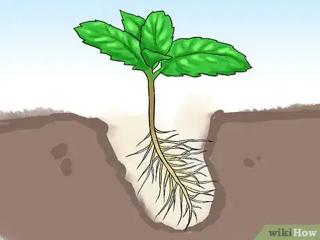 Image titled Grow Mint in a Pot Step 16