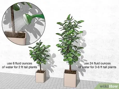 Image titled Water a Fiddle Leaf Fig Tree Step 2