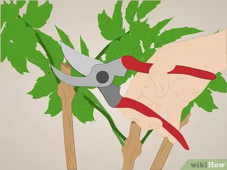 Image titled Prune Tecoma stans Step 6