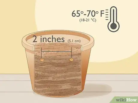 Image titled Grow Sweet Alyssum Step 3