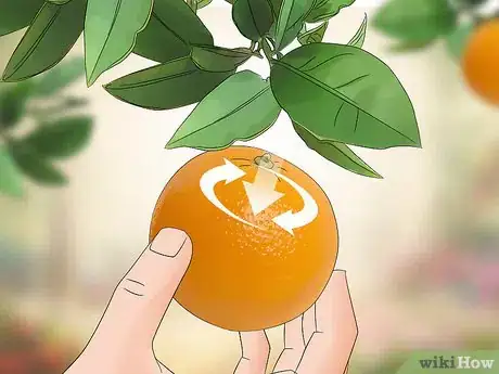Image titled Harvest Oranges Step 4