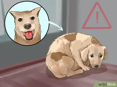 Image titled Prevent Marijuana Poisoning in Dogs and Cats Step 6