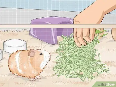 Image titled Ensure a Happy Life for Your Guinea Pig Step 11