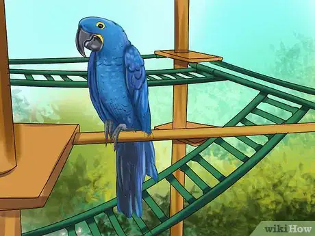 Image titled Care for a Hyacinth Macaw Step 5