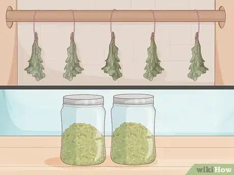 Image titled Grow Horehound Step 16