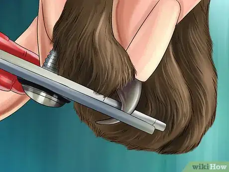 Image titled Take Care of an Oriental Cat Step 2