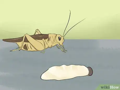 Image titled Feed an Anole Green Lizard Step 1