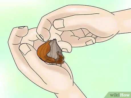 Image titled Grow Gladiolus Step 19