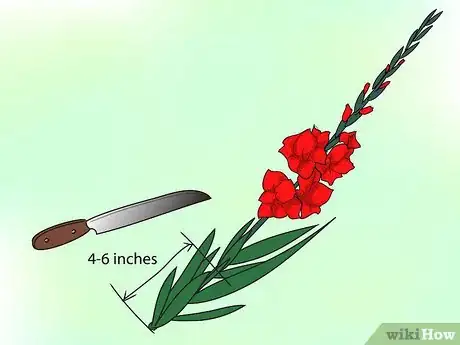 Image titled Grow Gladiolus Step 15