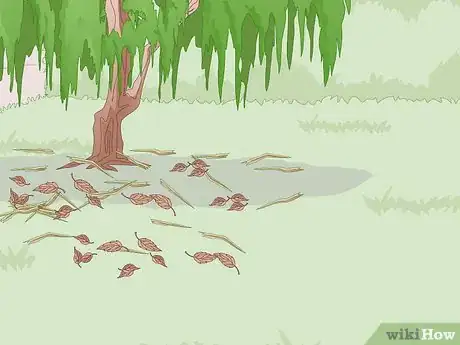 Image titled Attract Tawny Frogmouths Step 2