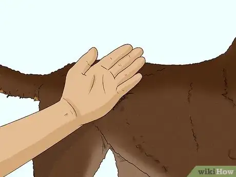 Image titled Identify a Chesapeake Bay Retriever Step 9