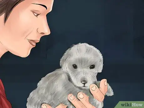 Image titled Choose a Bedlington Terrier Step 6