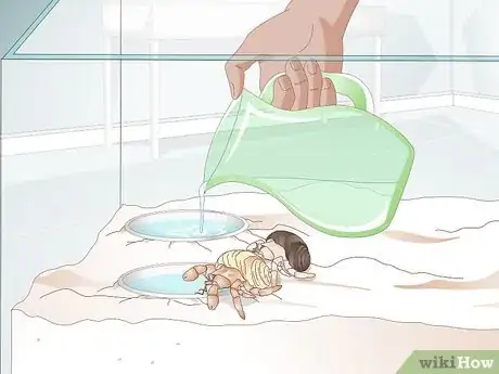 Image titled Buy a Pet Hermit Crab Step 12