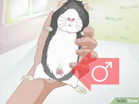 Image titled Feed a Guinea Pig a Well Balanced Meal Step 11