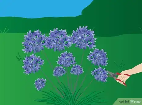 Image titled Grow Agapanthus Step 7