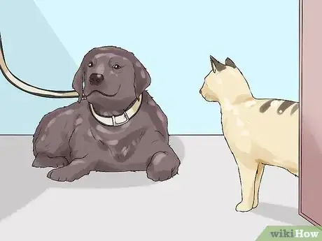 Image titled Have a Successful First Day with a New Dog Step 16