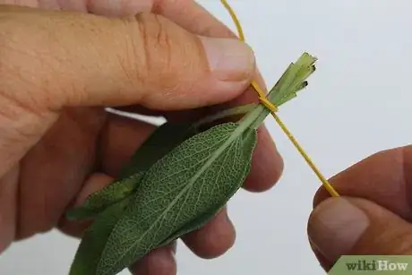 Image titled Dry Sage Step 7