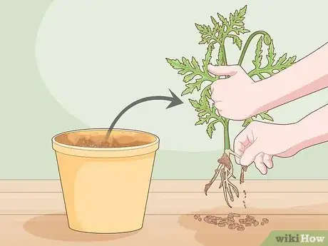 Image titled Take Root Cuttings Step 3