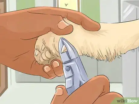 Image titled Help Your Dog Live Longer Step 16