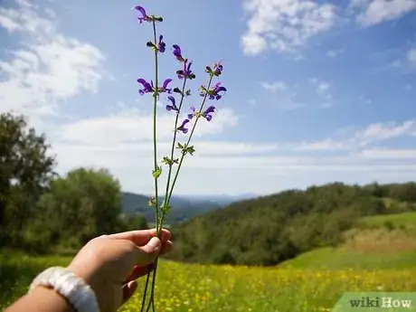Image titled Plant a Cut Flower Garden Step 1