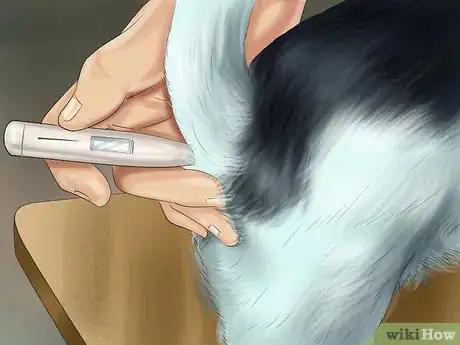 Image titled Spot Signs of Pancreatitis in Dogs Step 4